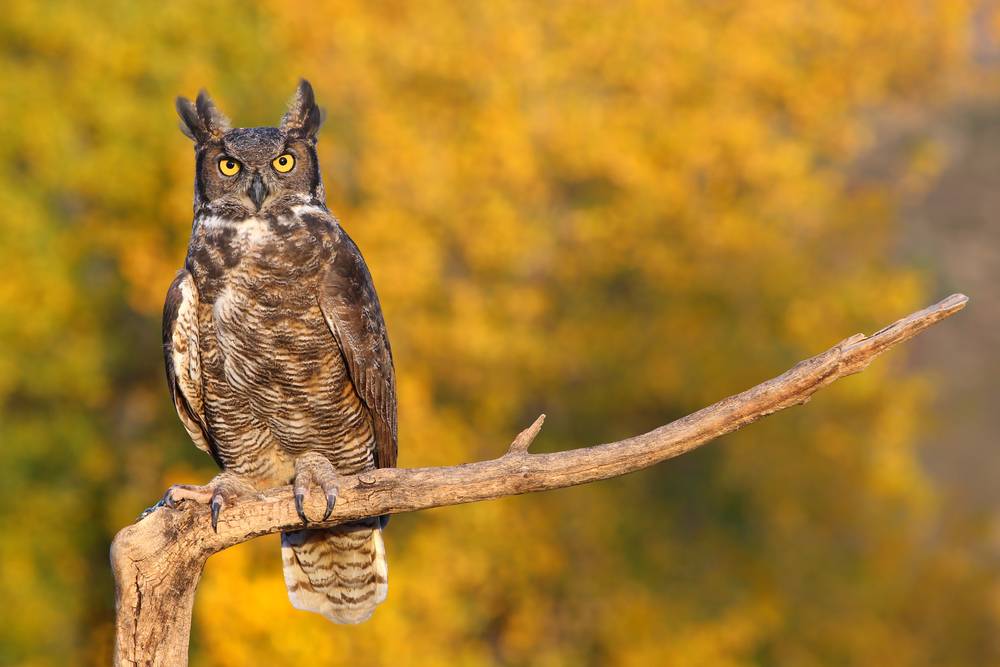 Great Horned Owl